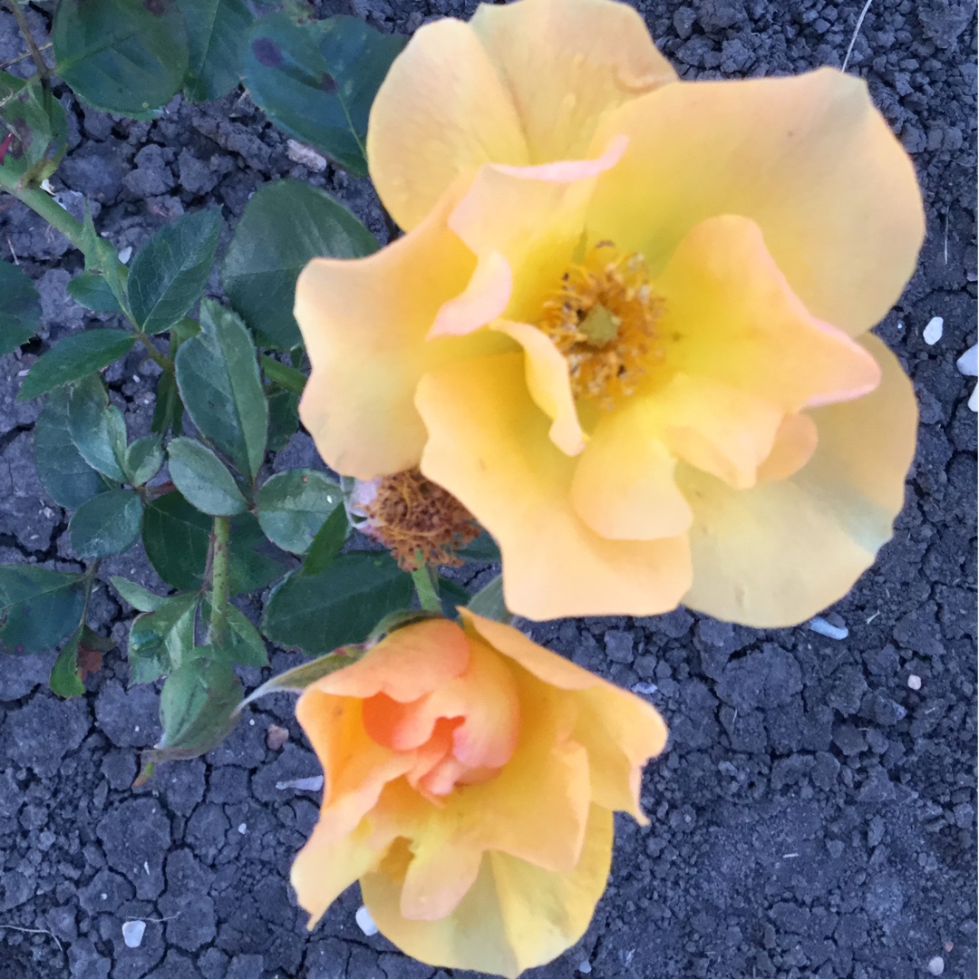 Rosa RSM ZZ (Canadian Artists Series) syn. Rosa Bill Reid, Rosa CA 33, Rosa 96Y2GC01 in the GardenTags plant encyclopedia Rose Bill Reid (Floribunda) in the GardenTags plant encyclopedia