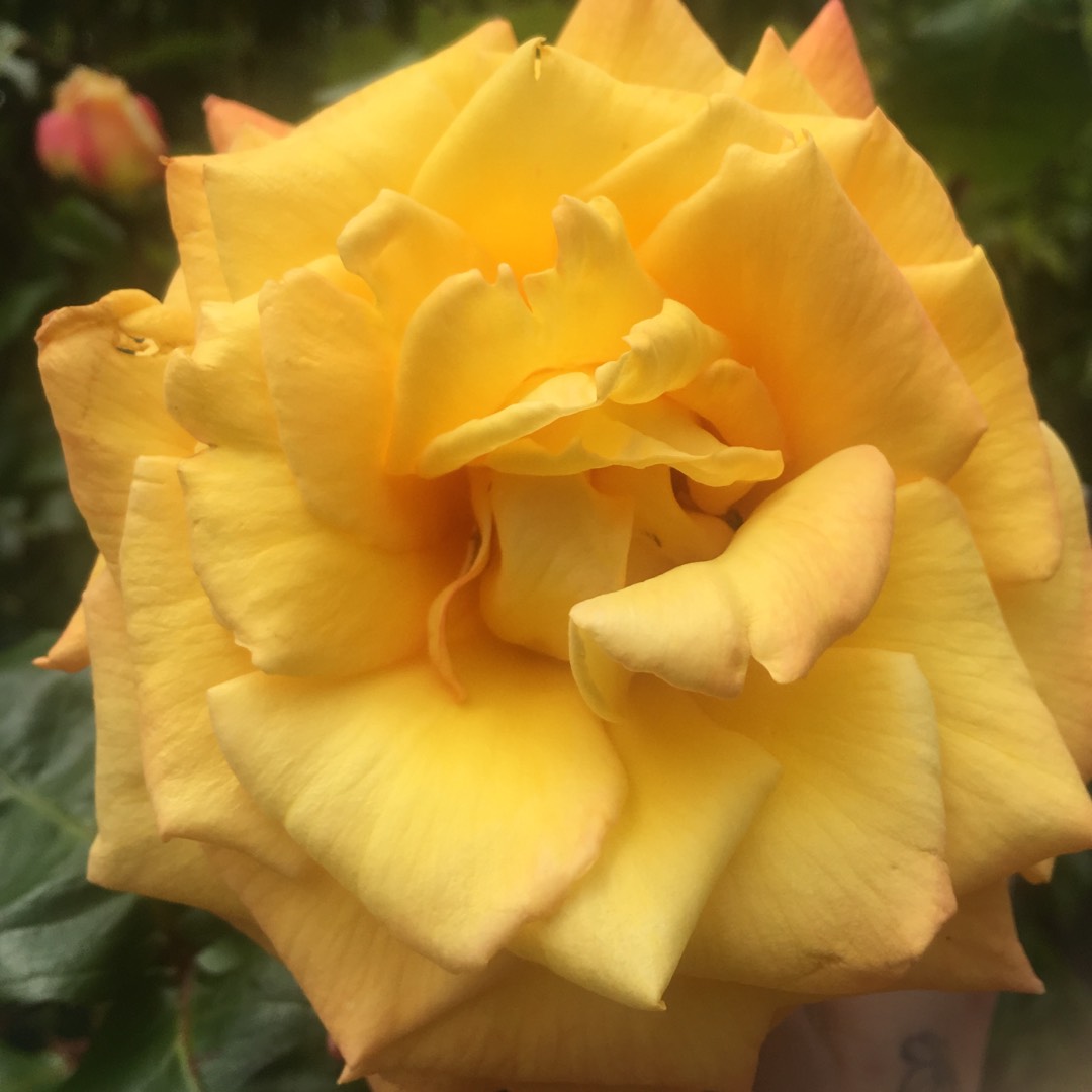 Rosa Heart of Gold in the GardenTags plant encyclopedia Hybrid Tea Rose Heart of Gold in the GardenTags plant encyclopedia