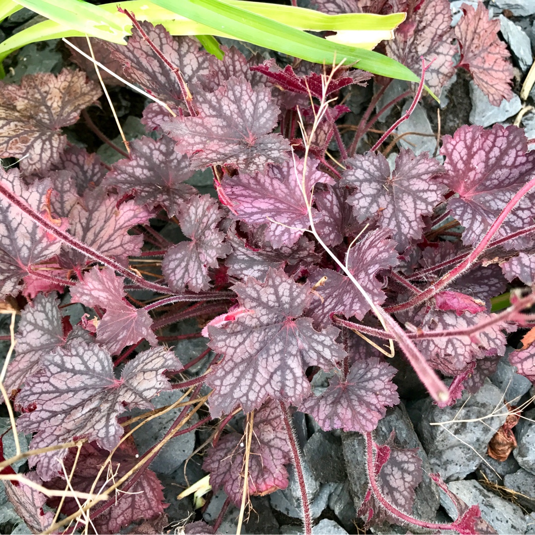 Heuchera Little Cuties Frost in the GardenTags plant encyclopedia Alumroot Little Cuties Frost in the GardenTags plant encyclopedia