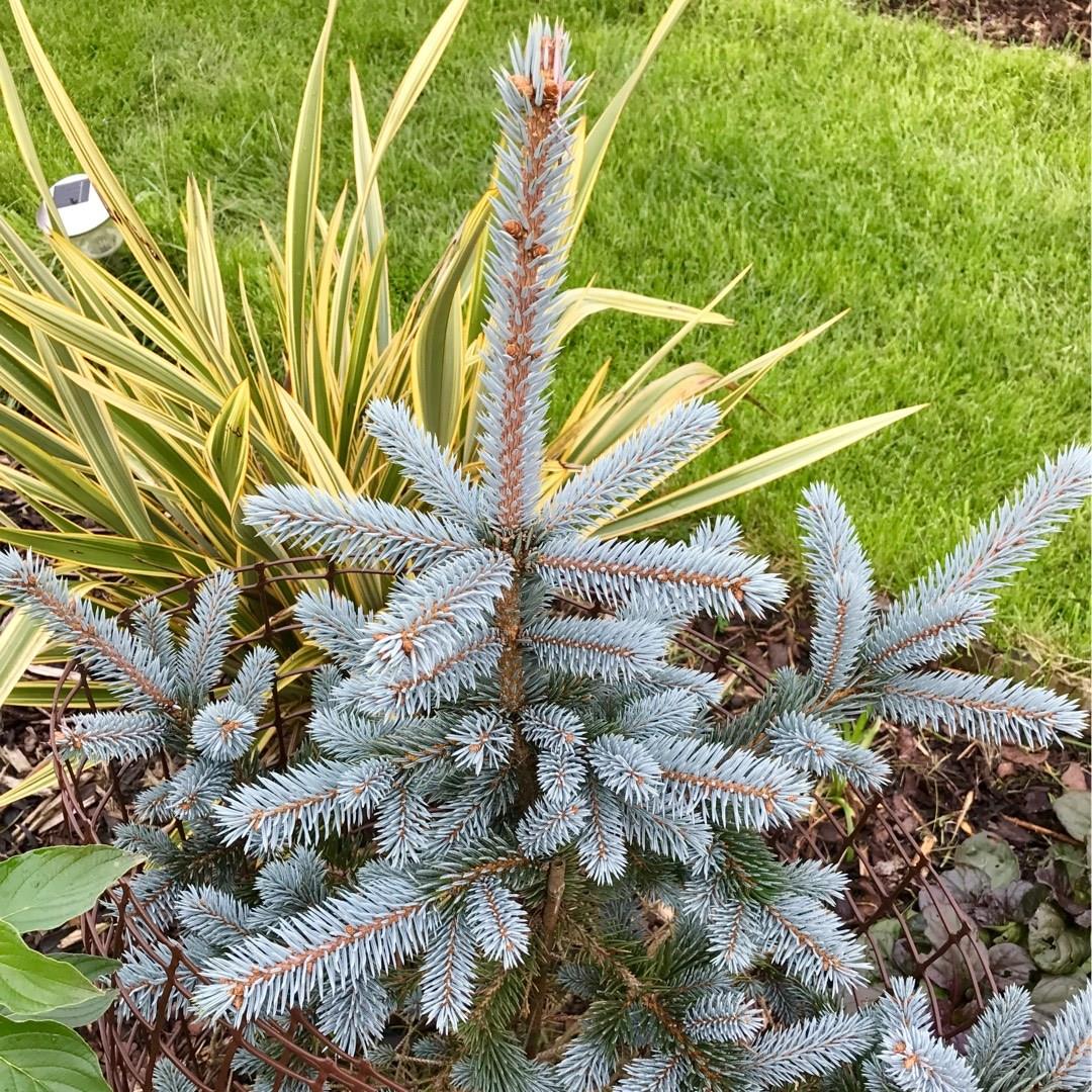Blue Spruce Hoopsii in the GardenTags plant encyclopedia