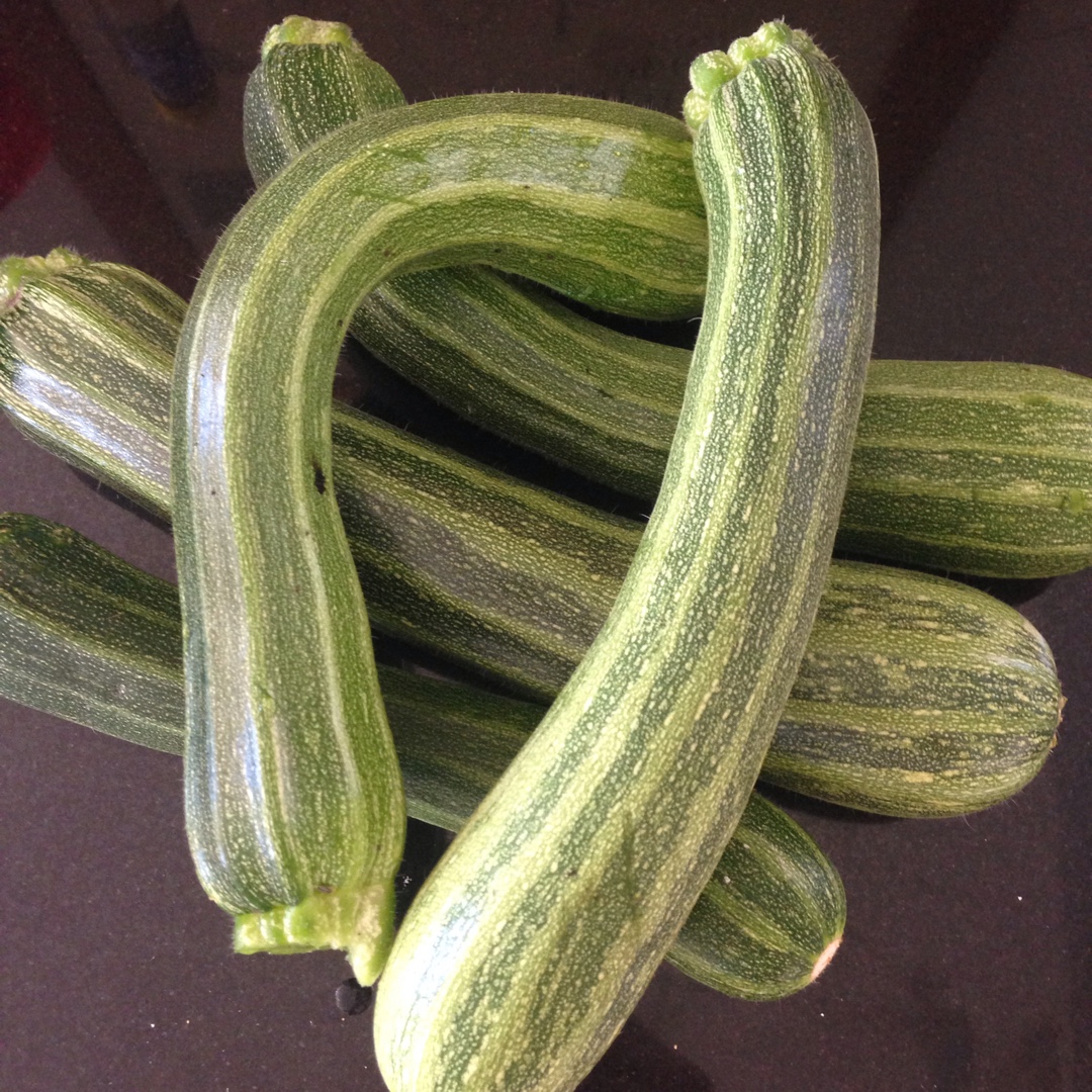 Cucurbita Pepo var. Cylindrica Striato dItalia in the GardenTags plant encyclopedia Courgette Striato dItalia in the GardenTags plant encyclopedia
