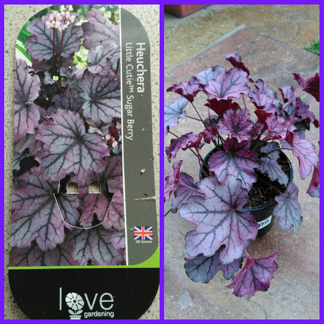 Heuchera Little Cutie Sugar Berry in the GardenTags plant encyclopedia Alumroot Little Cutie Sugar Berry in the GardenTags plant encyclopedia