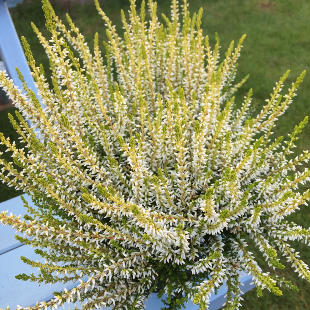 Calluna vulgaris Sarah (Garden Girls Series) in the GardenTags plant encyclopedia Common Heather Sarah in the GardenTags plant encyclopedia