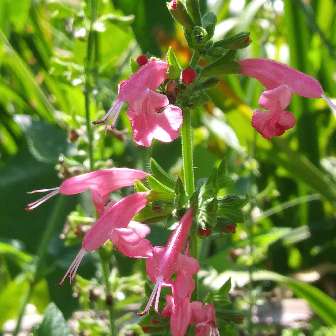 Pineapple Sage in the GardenTags plant encyclopedia