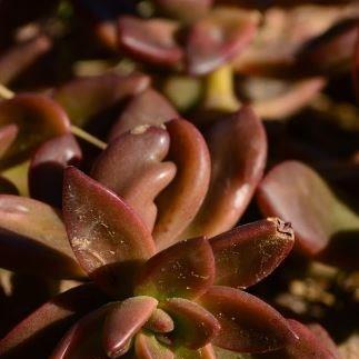 xSedeveria Sorrento in the GardenTags plant encyclopedia Sedeveria Sorrento in the GardenTags plant encyclopedia