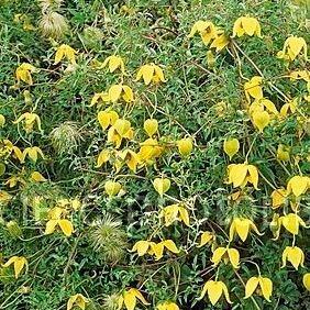 Clematis tangutica in the GardenTags plant encyclopedia Golden Clematis in the GardenTags plant encyclopedia