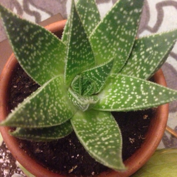 Aloe Maculata in the GardenTags plant encyclopedia Aloe Saponaria in the GardenTags plant encyclopedia