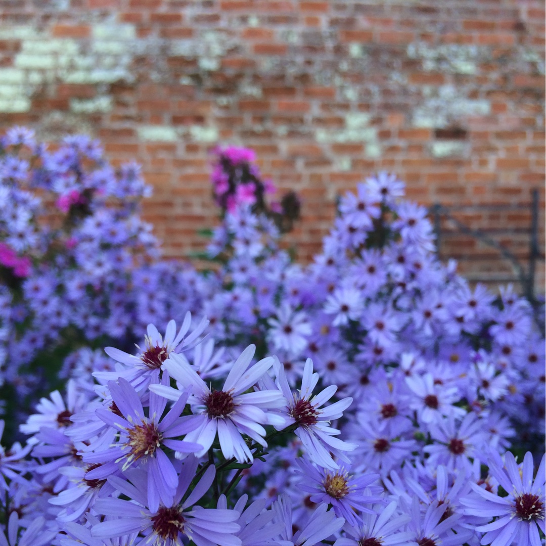 Symphyotrichum cordifolium Little Carlow in the GardenTags plant encyclopedia Aster Little Carlow in the GardenTags plant encyclopedia
