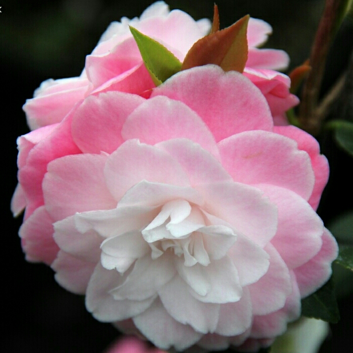Camellia japonica Sweet Jane in the GardenTags plant encyclopedia Camellia Sweet Jane in the GardenTags plant encyclopedia
