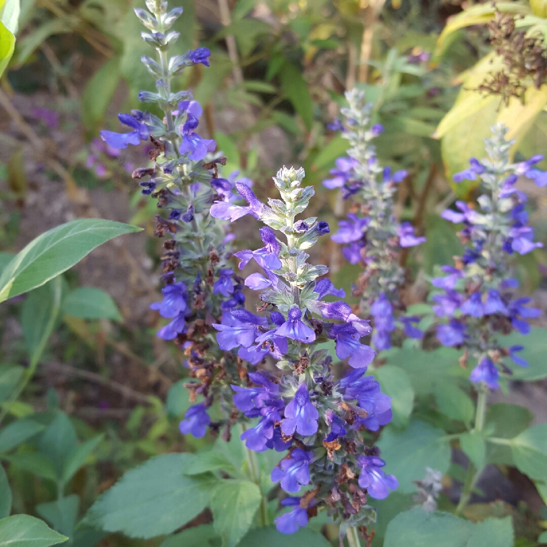 Salvia Indigo Spires in the GardenTags plant encyclopedia Salvia Indigo Spires in the GardenTags plant encyclopedia