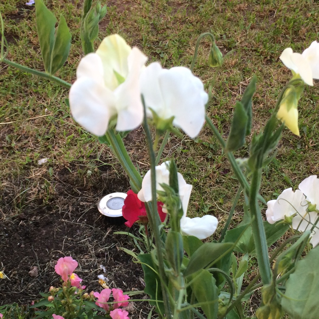Lathyrus odoratus Kingfisher in the GardenTags plant encyclopedia Sweet pea Kingfisher in the GardenTags plant encyclopedia