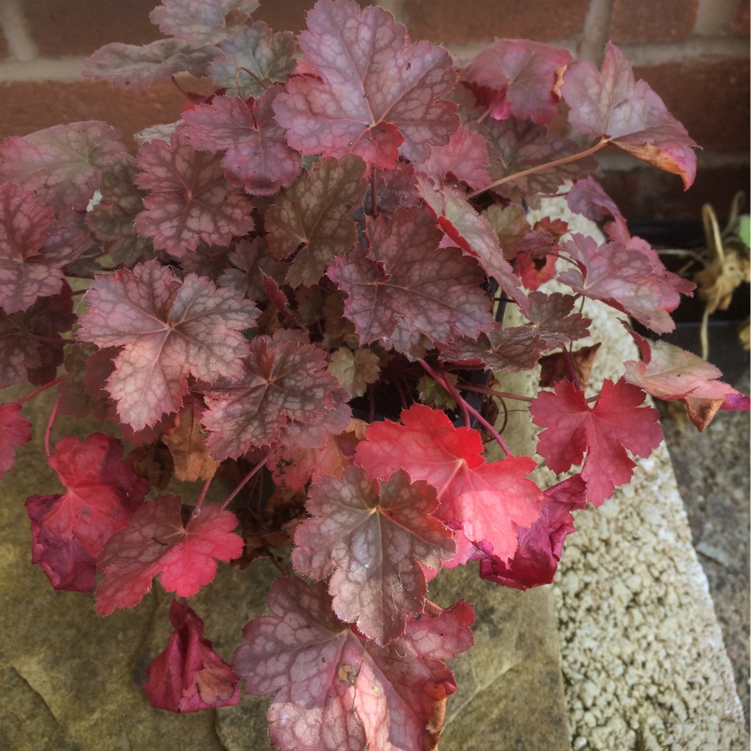 Heuchera Mini Mouse in the GardenTags plant encyclopedia Alumroot Mini Mouse in the GardenTags plant encyclopedia