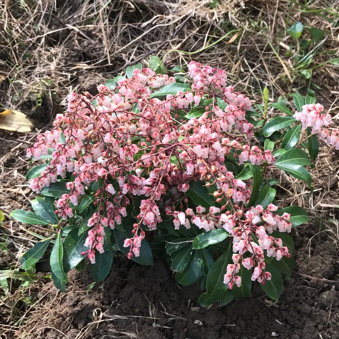 Pieris japonica Valley Rose in the GardenTags plant encyclopedia Pieris Valley Rose in the GardenTags plant encyclopedia