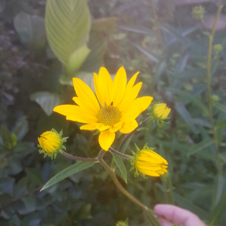 Helianthus Giganteus in the GardenTags plant encyclopedia Tall Sunflower in the GardenTags plant encyclopedia