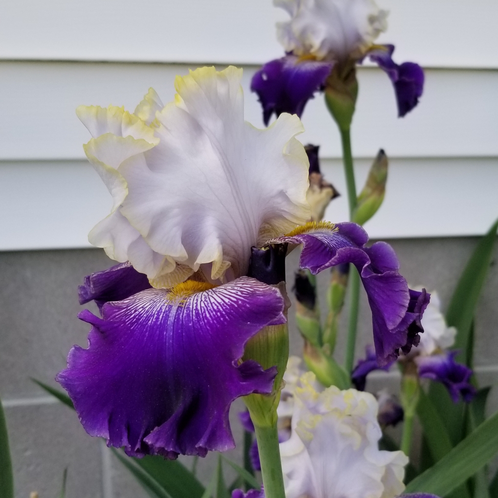 Iris x germanica Slovak Prince in the GardenTags plant encyclopedia Bearded Iris Slovak Prince (Tall) in the GardenTags plant encyclopedia