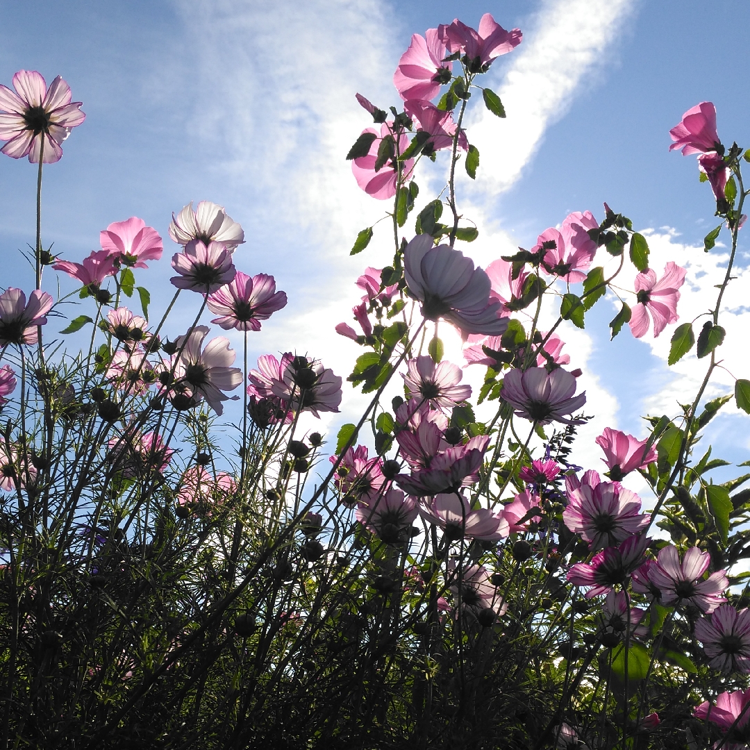 Cosmos bipinnatus 'Picotee', Cosmea 'Picotee' in GardenTags plant  encyclopedia