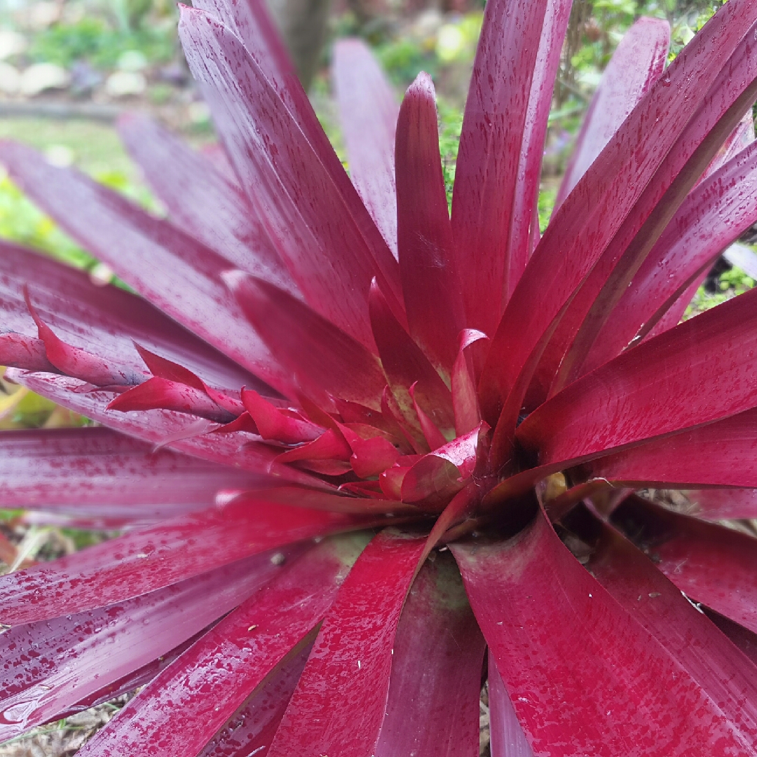 Alcantarea vinicolor Hawaiian Red in the GardenTags plant encyclopedia Bromeliad Alcantarea hawaiian red in the GardenTags plant encyclopedia