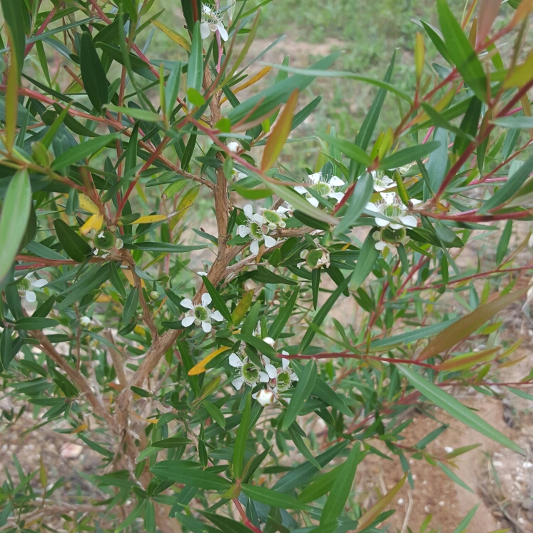 Lemon Scented Tea Tree – Leptospermum Petersonii – IndigiGrow