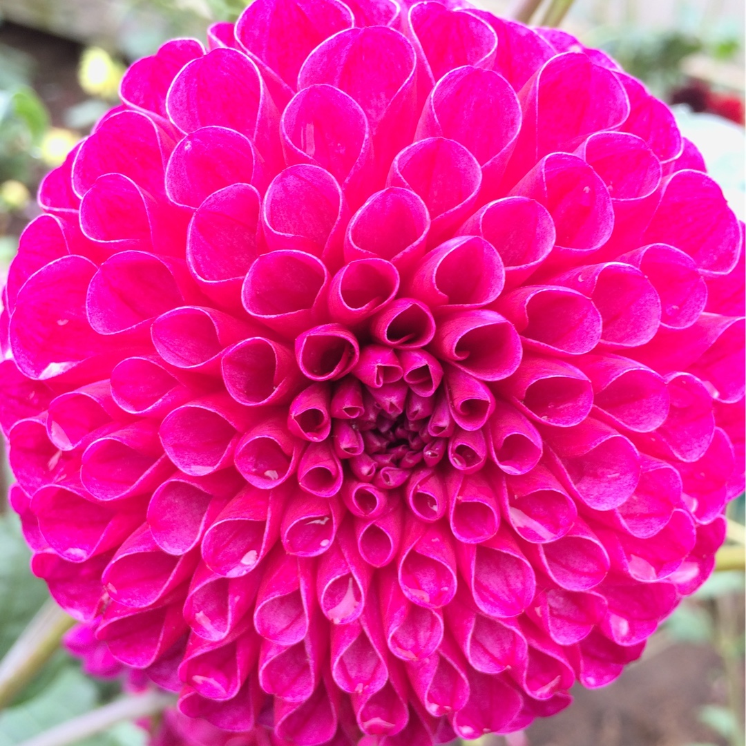Dahlia Addison June (Ball) in the GardenTags plant encyclopedia