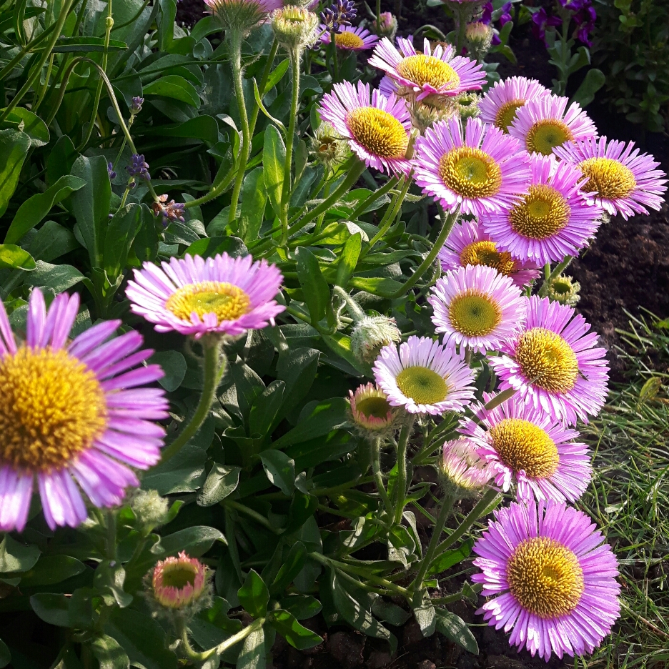 Erigeron pulchellus in the GardenTags plant encyclopedia Robins plantain in the GardenTags plant encyclopedia