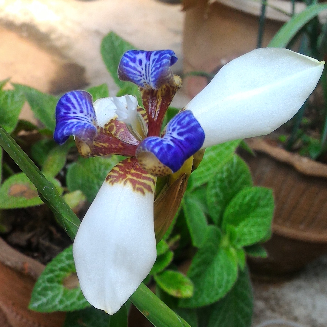 Neomarica Gracilis, Walking Iris in GardenTags plant encyclopedia