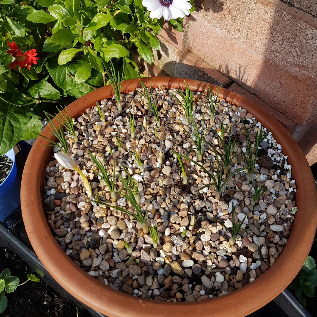 Crocus cartwrightianus 'Albus Tubergen' syn. Crocus sativus 'Albus