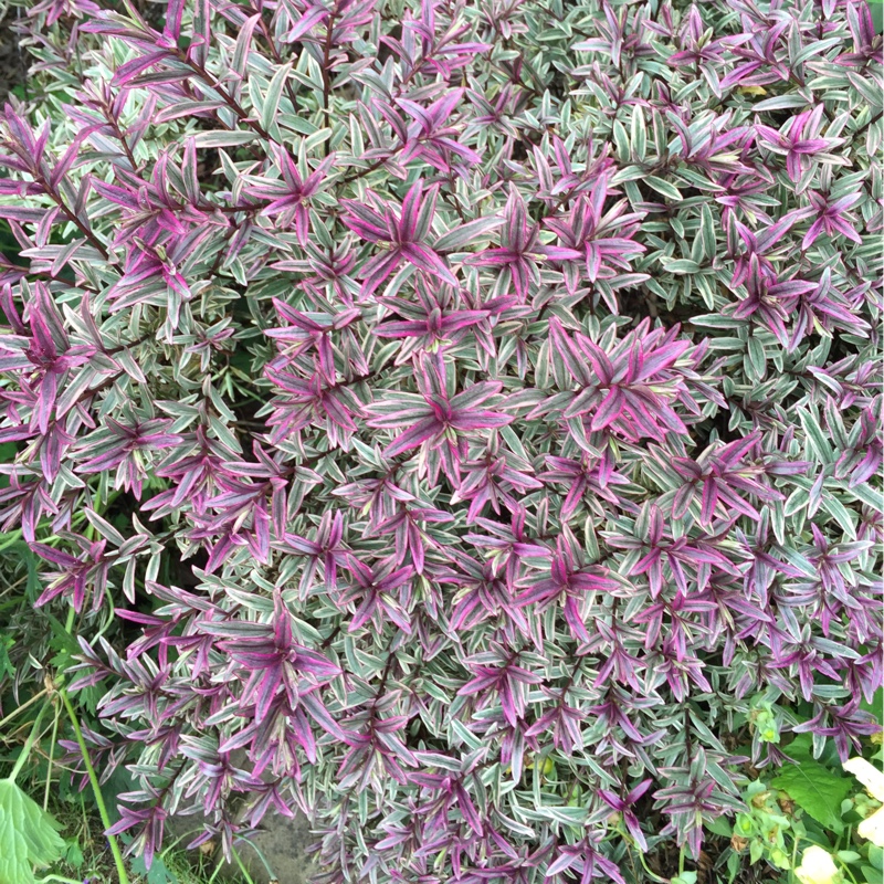 Hebe Magic Summer in the GardenTags plant encyclopedia Shrubby Veronica Magic Summer in the GardenTags plant encyclopedia