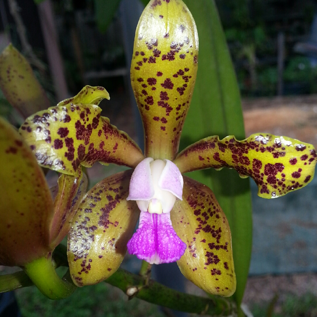 Cattleya guttata in the GardenTags plant encyclopedia Spotted Cattley orchid in the GardenTags plant encyclopedia