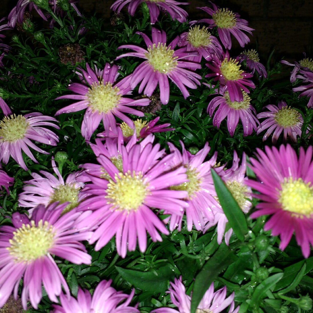 Aster dumosus Bahamas in the GardenTags plant encyclopedia Michaelmas Daisy Bahamas in the GardenTags plant encyclopedia