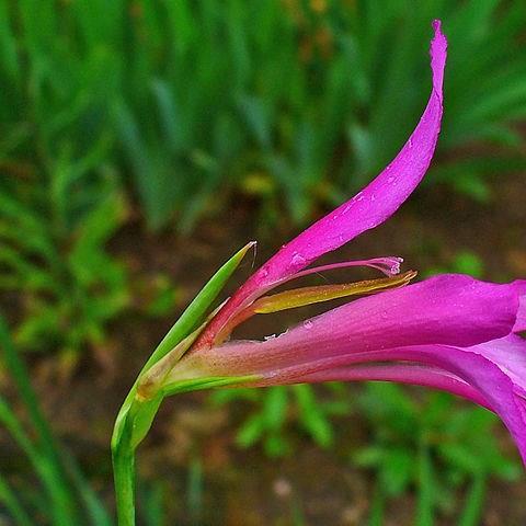 Gladiolus italicus in the GardenTags plant encyclopedia Gladioli (Species) Italian Gladiolus in the GardenTags plant encyclopedia