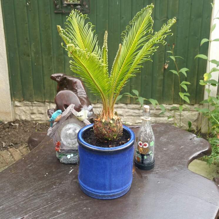 Japanese Sago Palm in the GardenTags plant encyclopedia