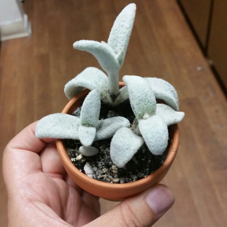 Snow White Panda Plant in the GardenTags plant encyclopedia
