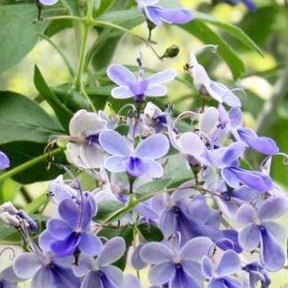 Clerodendrum myricoides Ugandense in the GardenTags plant encyclopedia Blue Glorybower in the GardenTags plant encyclopedia