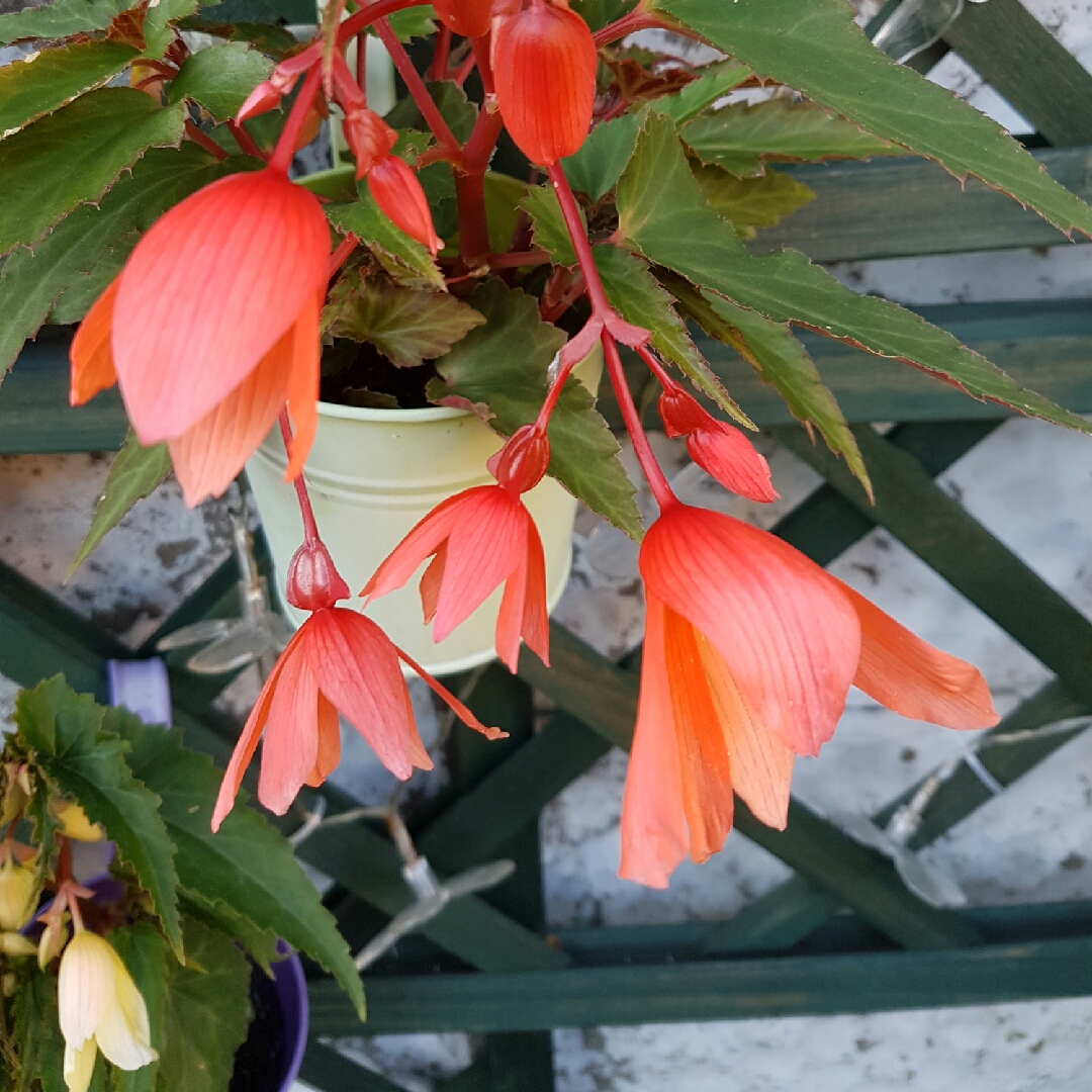 Begonia boliviensis Bkpbebvsl syn Begonia boliviensis Beauvilia Salmon in the GardenTags plant encyclopedia Tuberous Begonia Beauvilia Salmon in the GardenTags plant encyclopedia