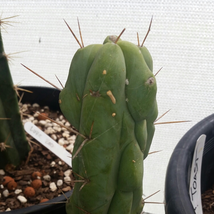 Trichocereus bridgesii monstrous Melted Wax in the GardenTags plant encyclopedia Trichocereus Bridgesii in the GardenTags plant encyclopedia