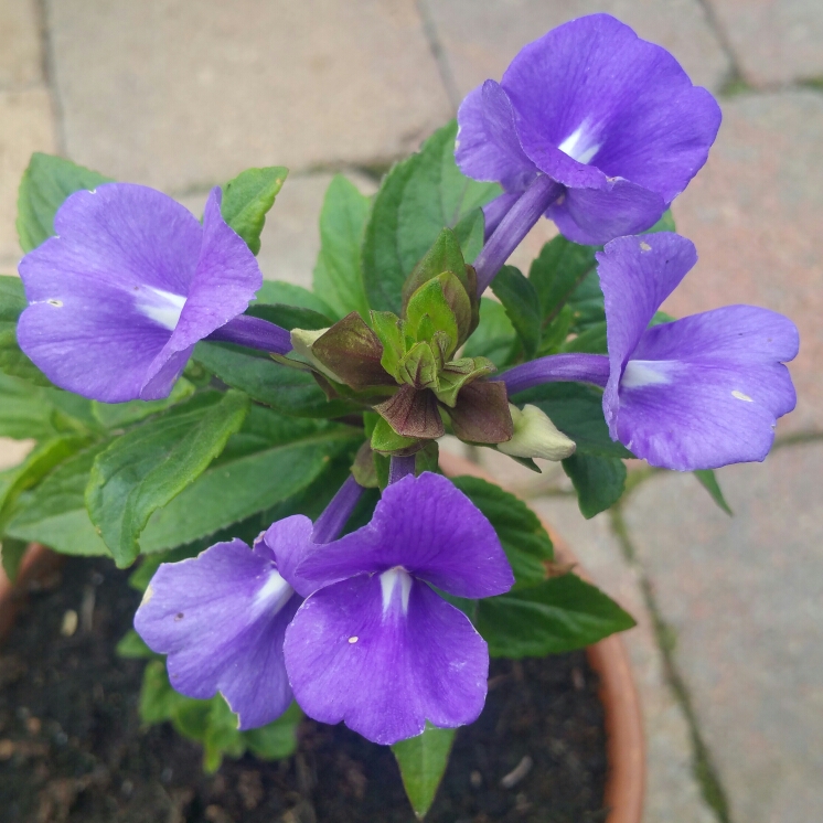 Otacanthus Azureus Atlantis in the GardenTags plant encyclopedia Brazilian Snapdragon in the GardenTags plant encyclopedia