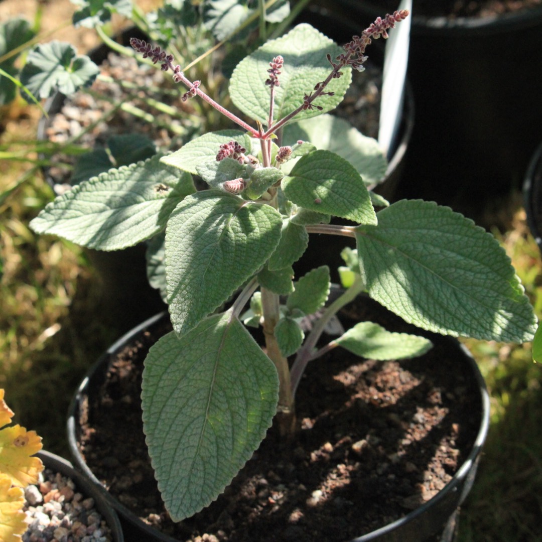 Plectranthus argentatus in the GardenTags plant encyclopedia Silver Spurflower in the GardenTags plant encyclopedia