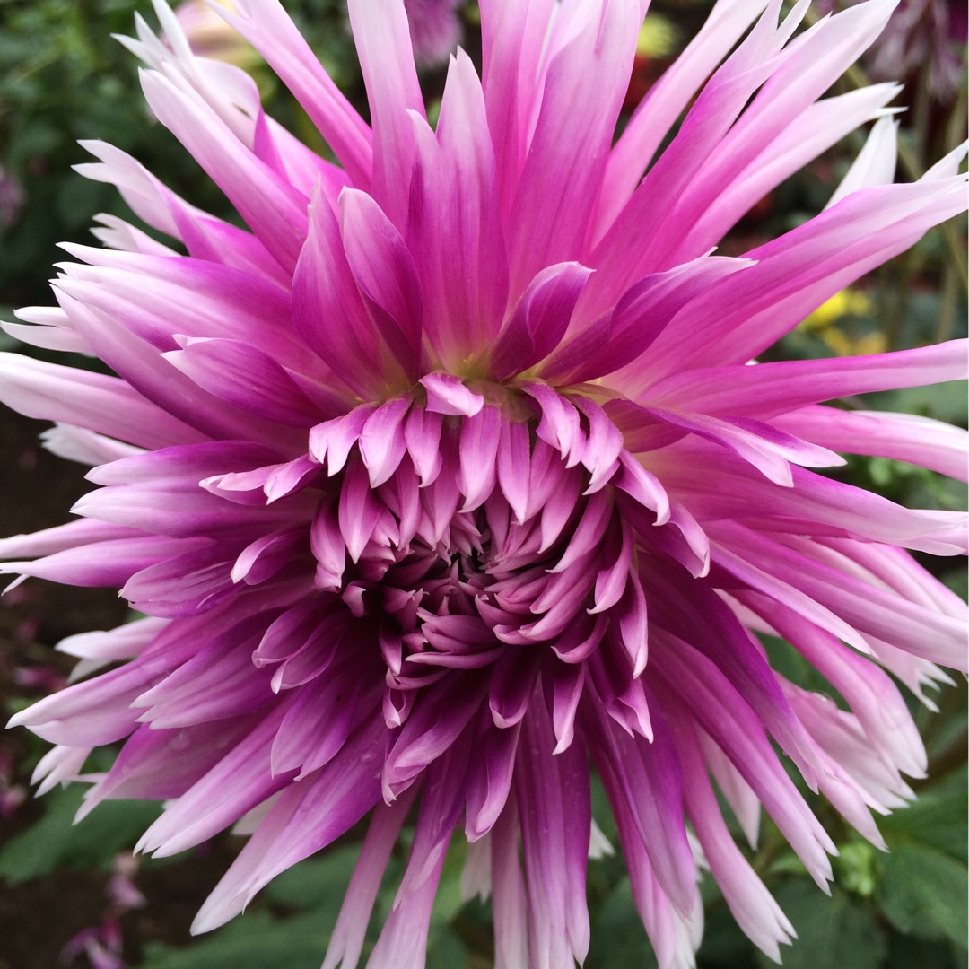 Dahlia Wild Child in the GardenTags plant encyclopedia Dahlia Wild Child in the GardenTags plant encyclopedia