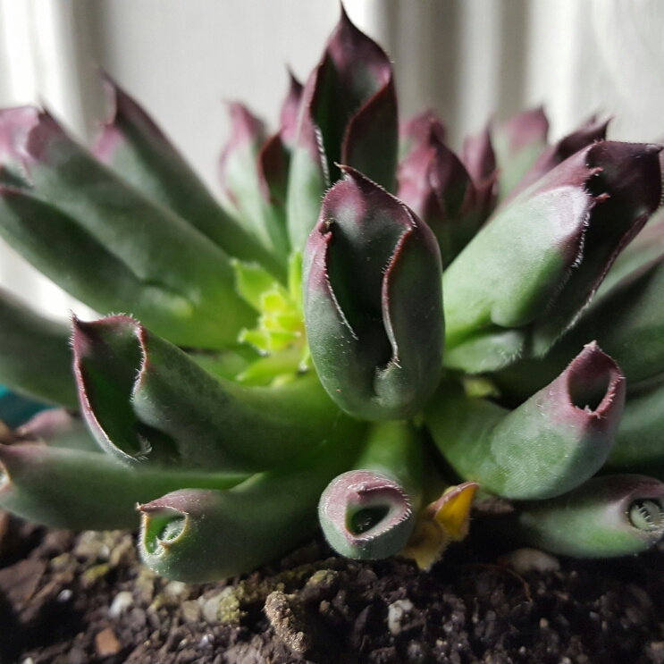Sempervivum Tectorum Oddity in the GardenTags plant encyclopedia Sempervivum Tectorum Oddity in the GardenTags plant encyclopedia