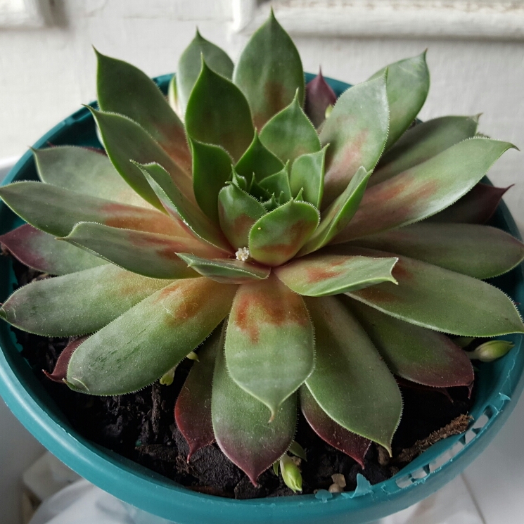 Sempervivum Marland Beauty in the GardenTags plant encyclopedia Sempervivum Marland Beauty in the GardenTags plant encyclopedia