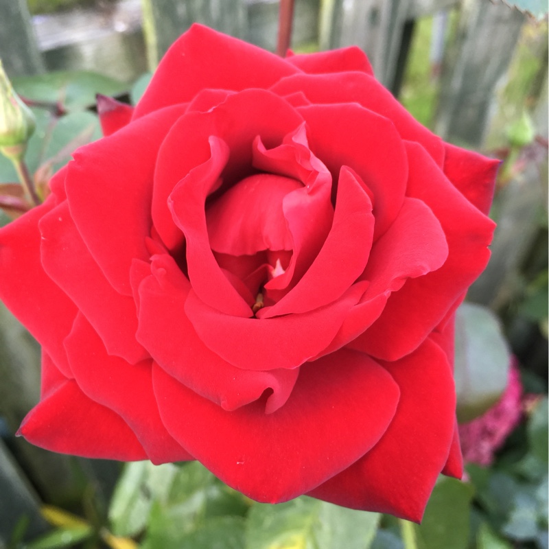 Rosa Ingrid Bergman in the GardenTags plant encyclopedia Rose Ingrid Bergman in the GardenTags plant encyclopedia