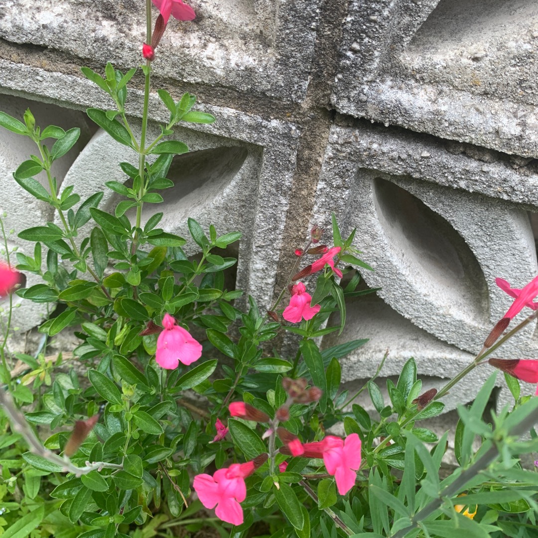 Salvia microphylla Heatwave Blaze in the GardenTags plant encyclopedia Salvia Heatwave Blaze in the GardenTags plant encyclopedia