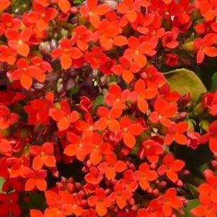Christmas Kalanchoe in the GardenTags plant encyclopedia