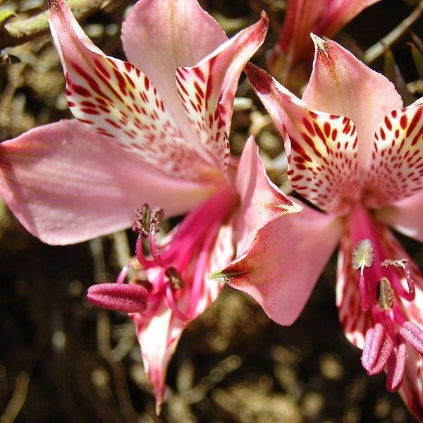 Alstroemeria hookeri in the GardenTags plant encyclopedia Hookers Peruvian Lily in the GardenTags plant encyclopedia