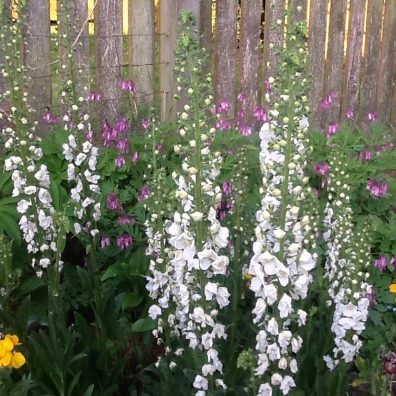 Verbascum lychnitis in the GardenTags plant encyclopedia White Mullein in the GardenTags plant encyclopedia