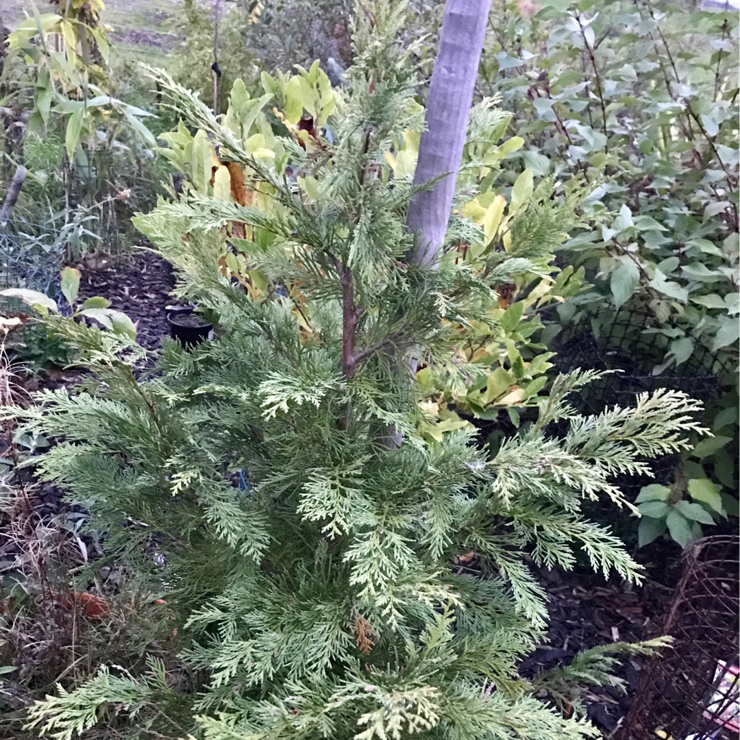 Chamaecyparis lawsoniana Summer Snow in the GardenTags plant encyclopedia Lawsons Cypress Summer Snow in the GardenTags plant encyclopedia