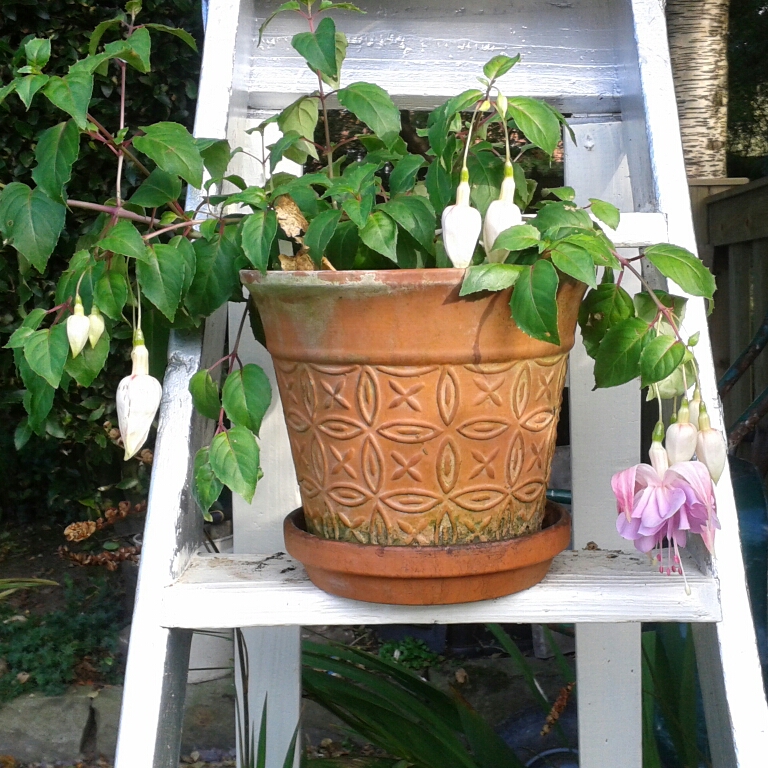 Fuchsia Wendys Beauty in the GardenTags plant encyclopedia Fuchsia Wendys Beauty in the GardenTags plant encyclopedia