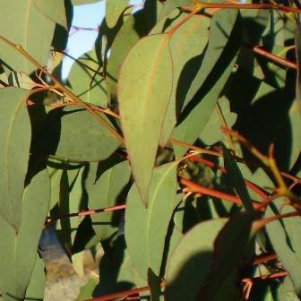 Eucalyptus olida in the GardenTags plant encyclopedia Strawberry Gum in the GardenTags plant encyclopedia