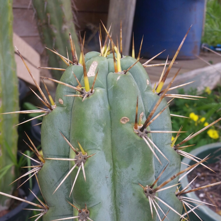 Trichocereus Cuzcoensis in the GardenTags plant encyclopedia T. Cuzco in the GardenTags plant encyclopedia