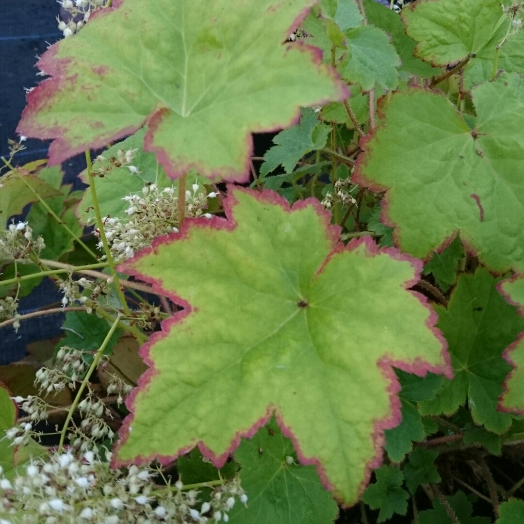 Heuchera villosa Chantilly in the GardenTags plant encyclopedia Alumroot Chantilly in the GardenTags plant encyclopedia
